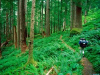     - Hoh Rainforest Hike, Olympic National Park, Washington