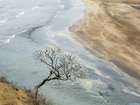     - Champak Tree, Maharashtra, India
