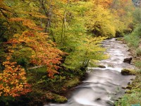     - Beech Trees Along the Saliencia River, Somiedo Natural Park, Asturias, Spain