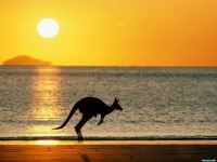     - Taking Joey Home, Australia