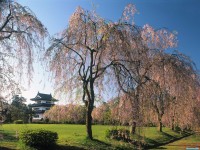 Обои для рабочего стола - Castle Hirosaki, Japan
