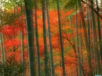     - Bamboo Forest, Arashiyama Park, Kyoto, Japan