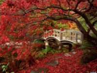 Обои для рабочего стола - Japanese Garden, Royal Roads University, British Columbia