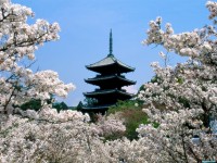 Обои для рабочего стола - Cherry Blossoms, Ninna-Ji Temple Grounds, Kyoto, Japan