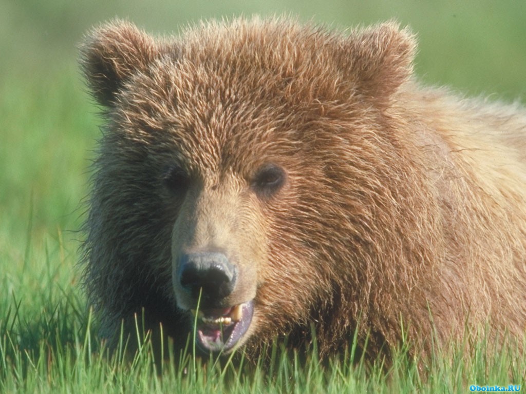 Скачать обои, заставки на рабочий стол - 1024x768