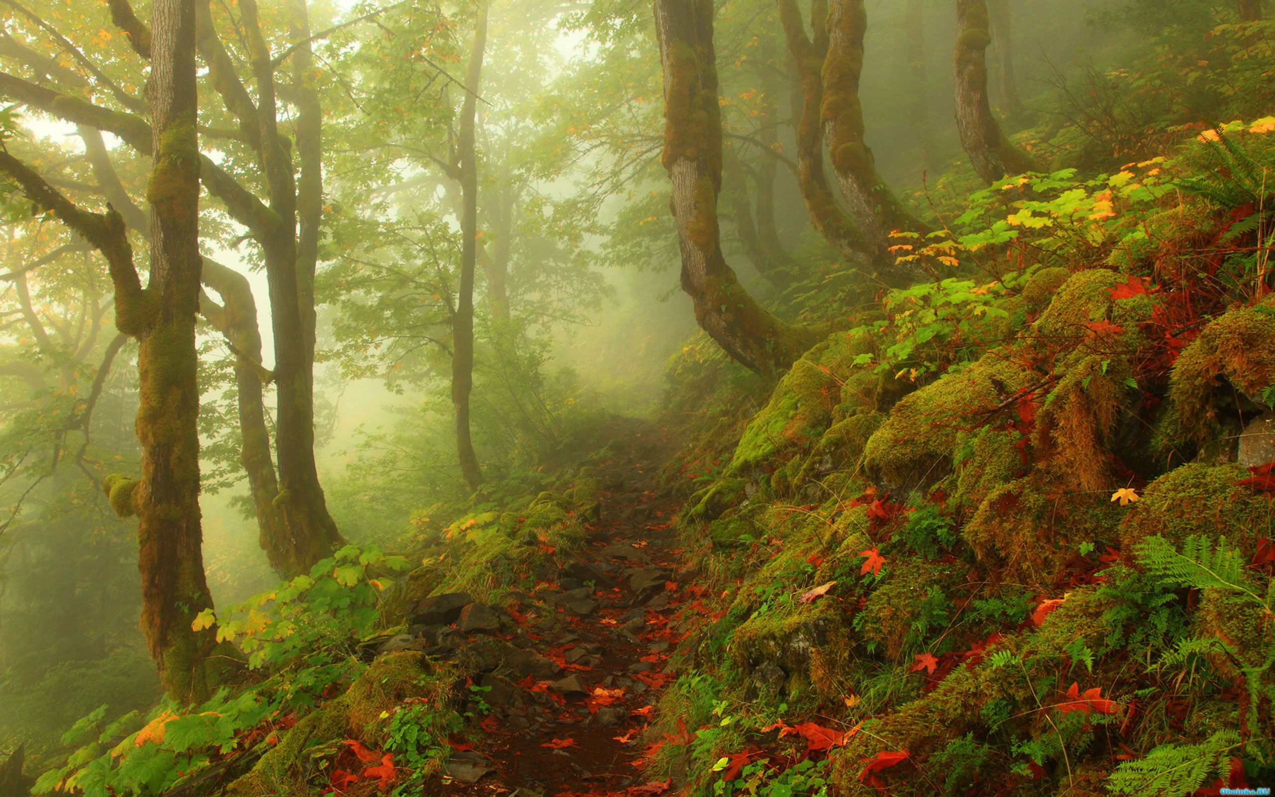  ,     - 2560x1600