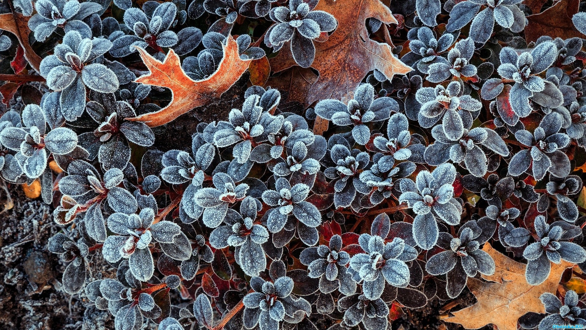  ,     - 1920x1080