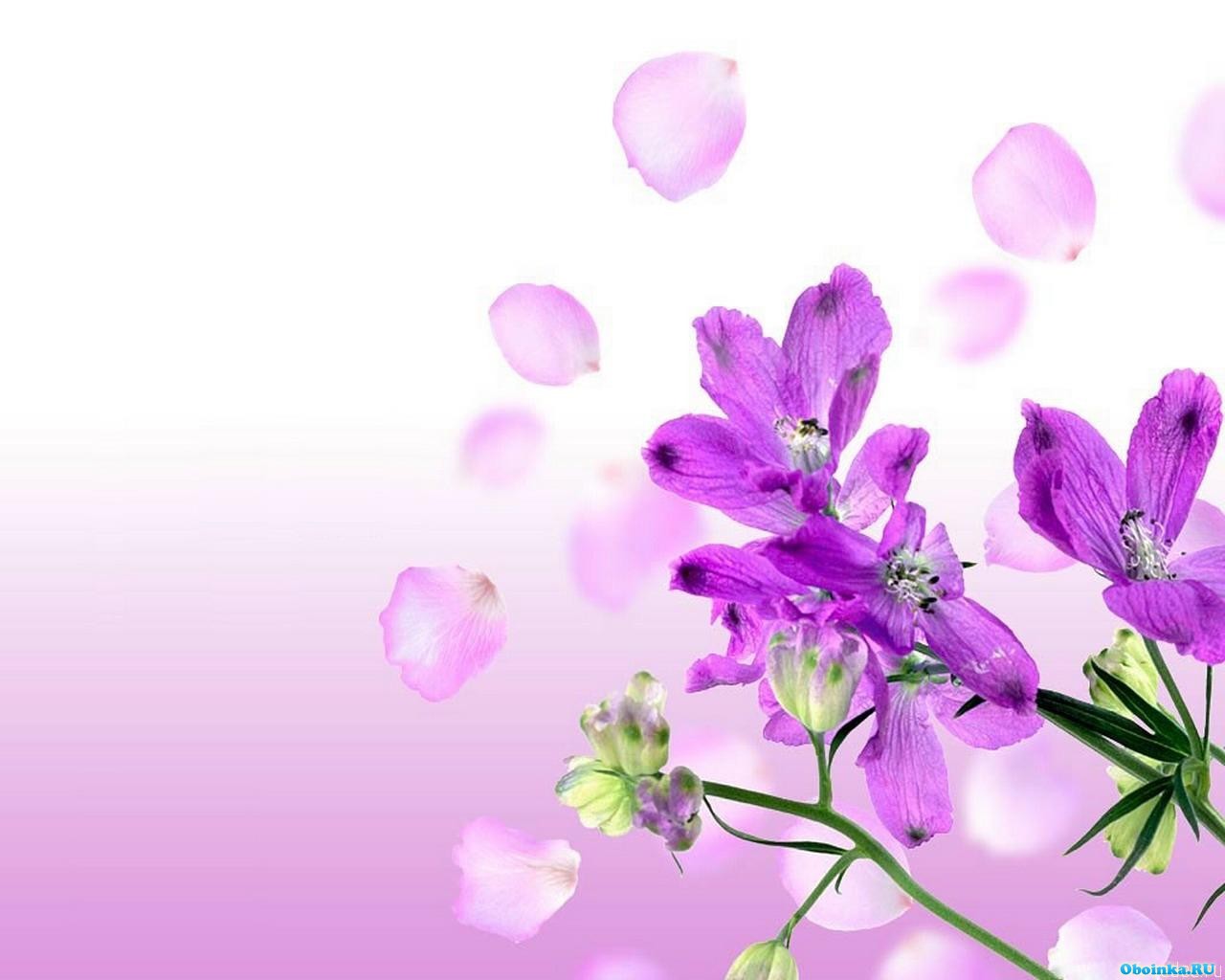  ,     - 1280x1024