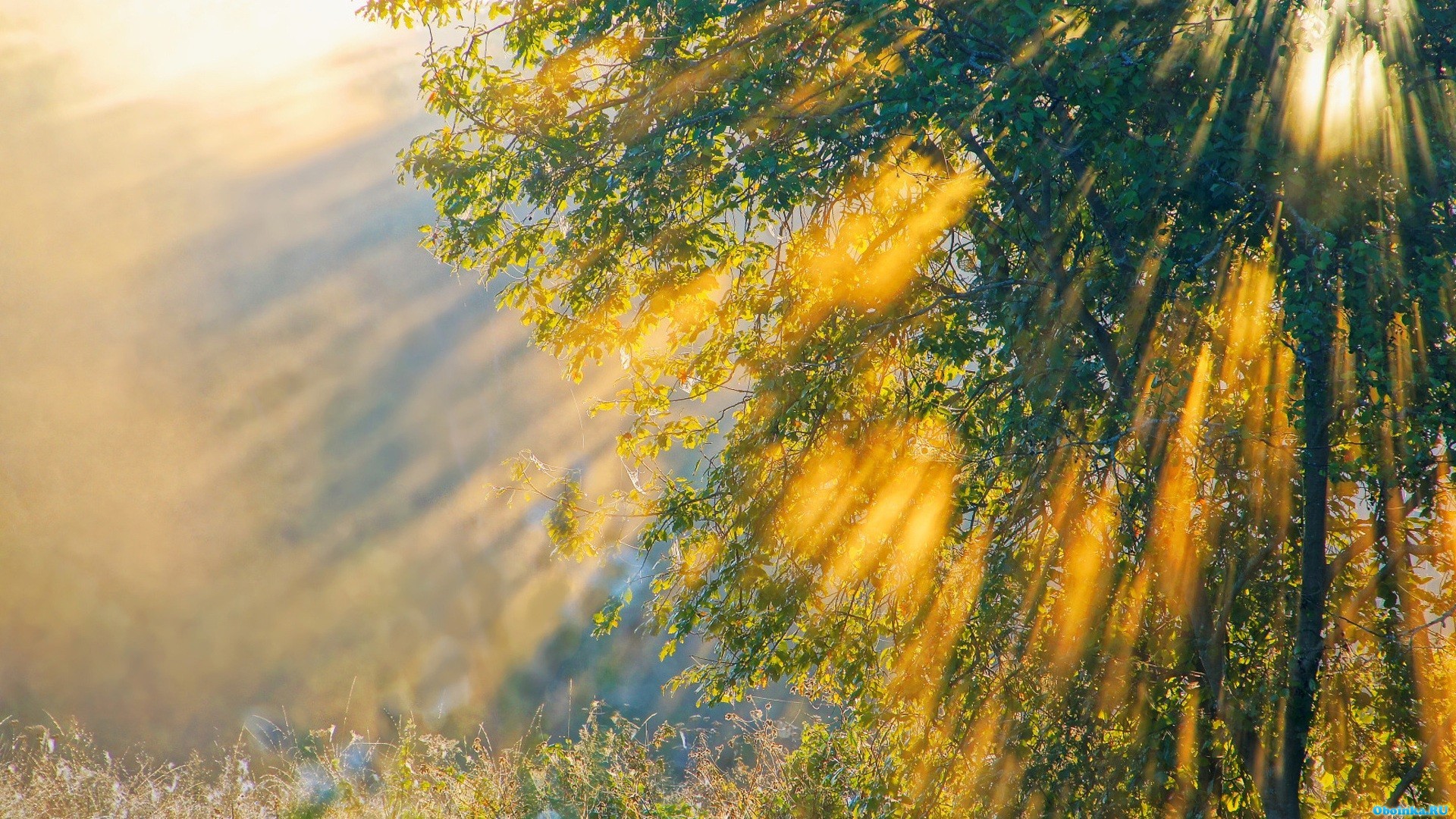  ,     - 1920x1080