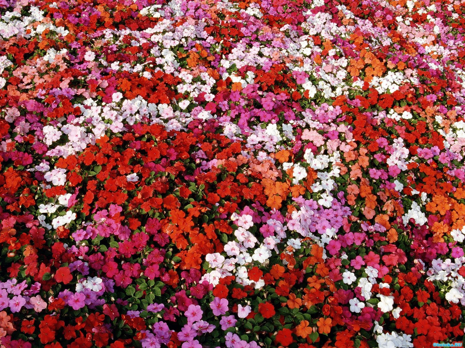 Обои на рабочий стол - Природа - Скачать обои - Bed of Impatiens. 