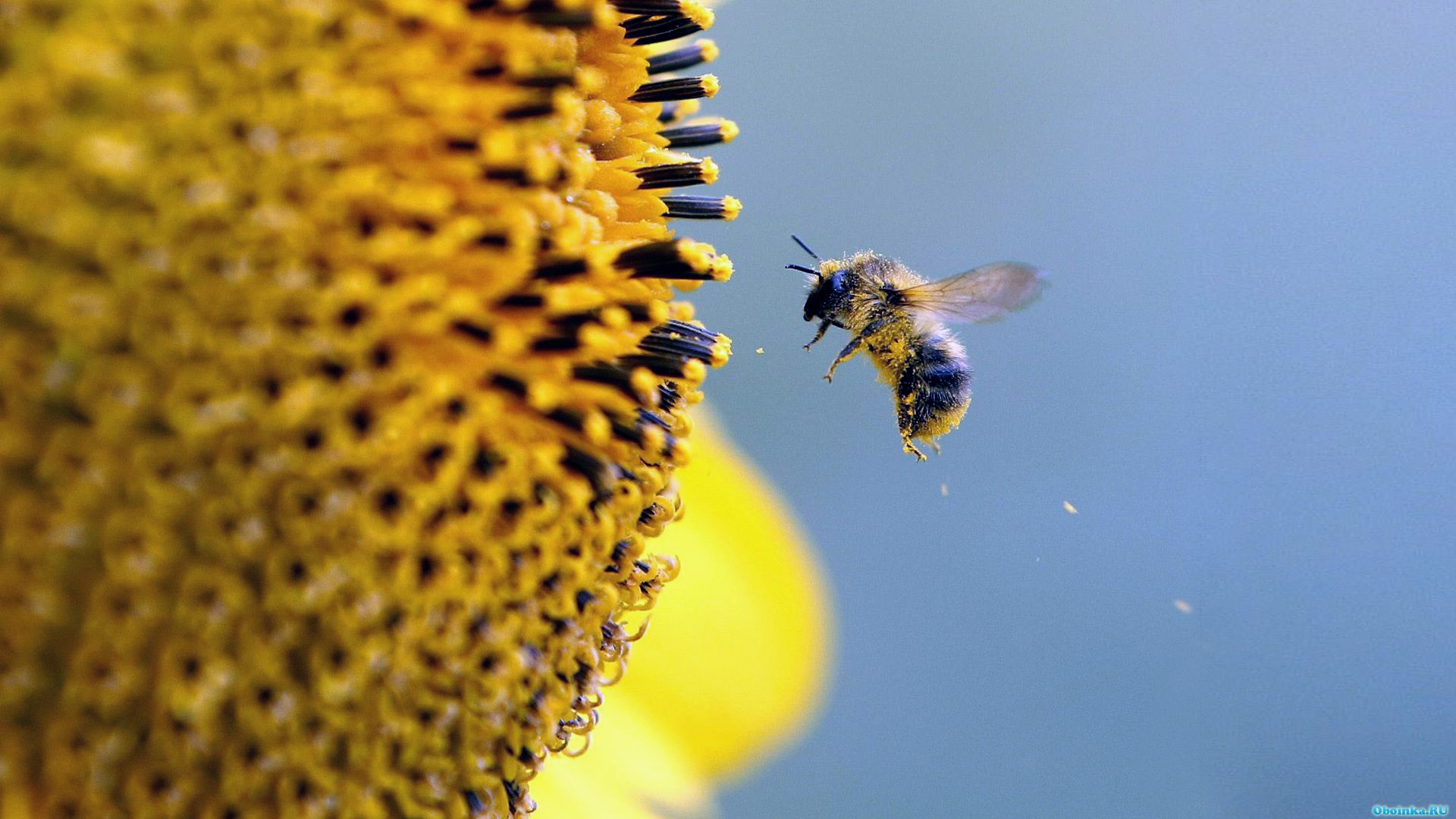 День пыльцы. Пчела. Пчела фото. Пчела и солнце. Пчелы в природе.
