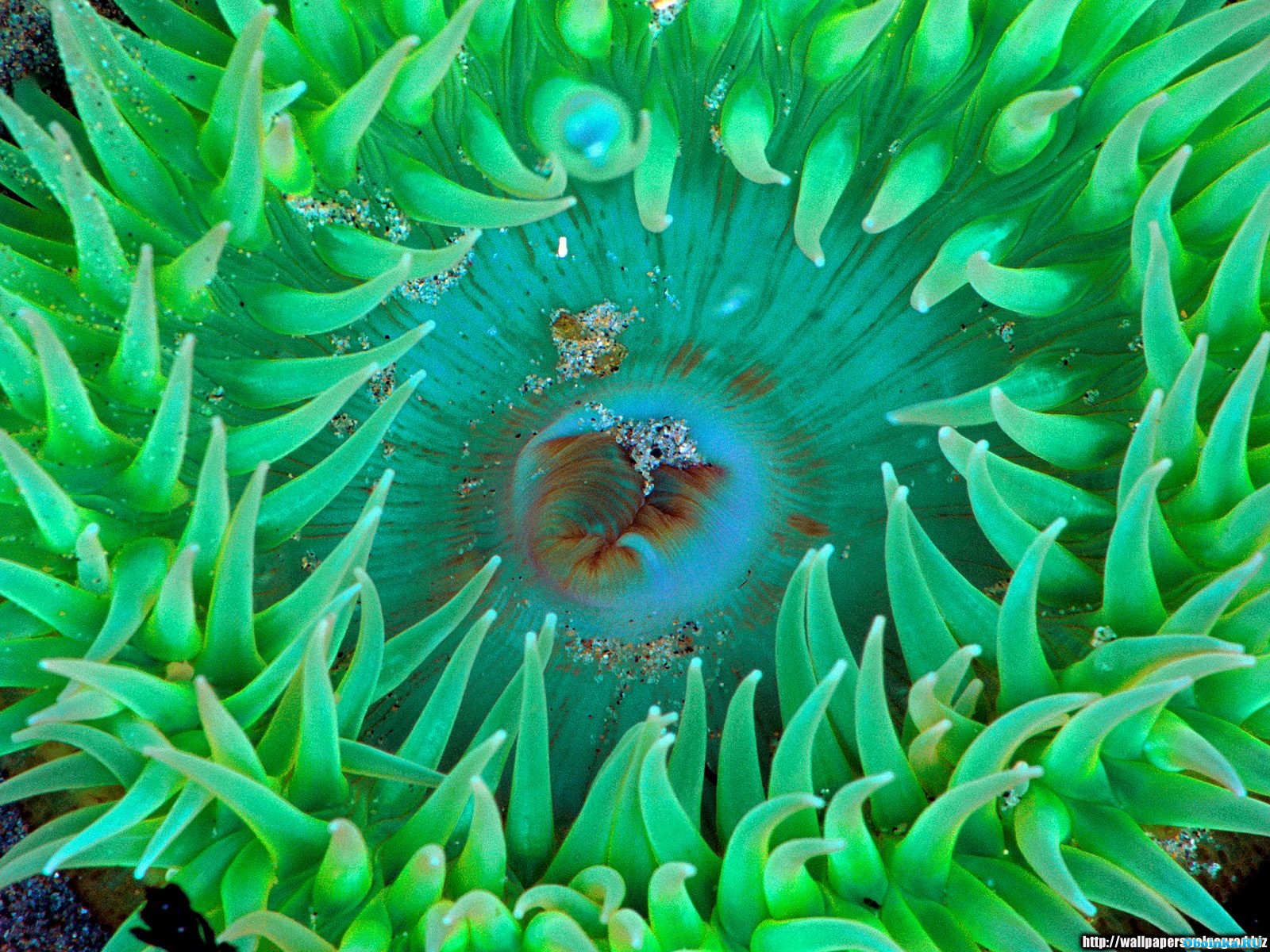 Тибетский морской цветок. Анемоны актинии. Морские водоросли актинии. Кораллы актинии. Актиния анемон гемантус.